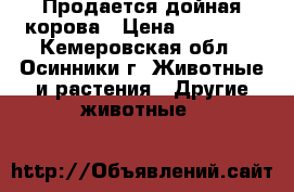 Продается дойная корова › Цена ­ 58 000 - Кемеровская обл., Осинники г. Животные и растения » Другие животные   